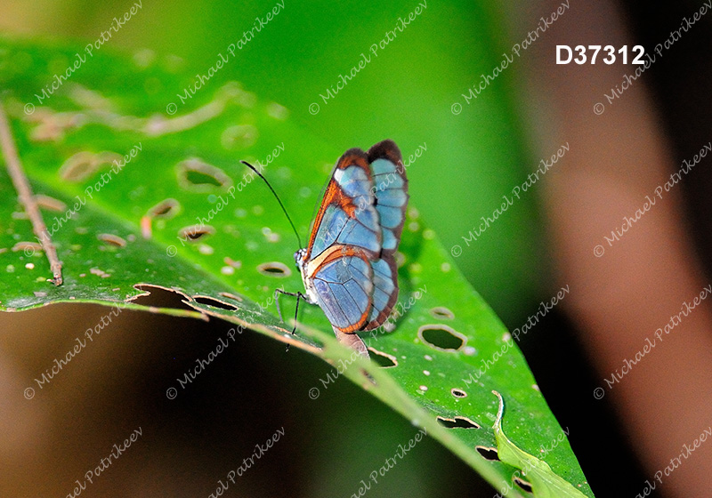 Agnosia Glasswing (Ithomia agnosia)